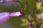 Sharpsepal beardtongue